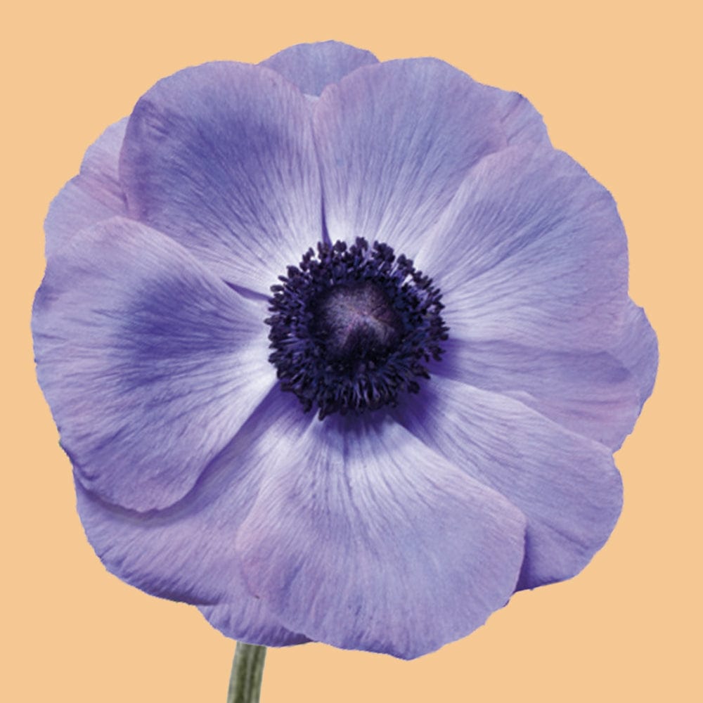 Anemone 'Mistral Blue'